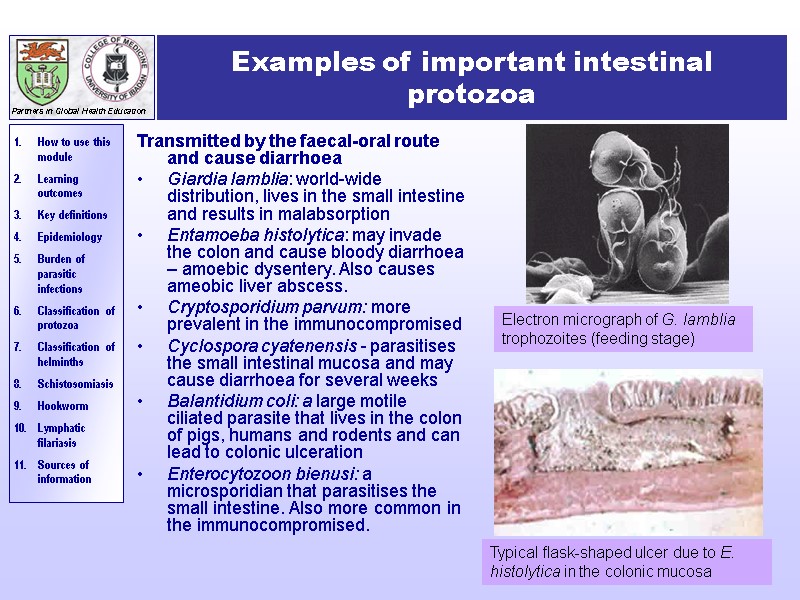 Examples of important intestinal protozoa Transmitted by the faecal-oral route and cause diarrhoea Giardia